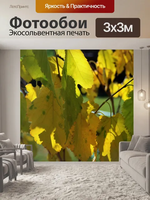 Фотообои желтые листья тутового дерева