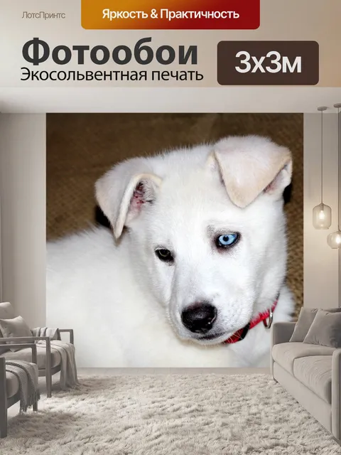 Фотообои Синий и коричневый глазами щенка 2