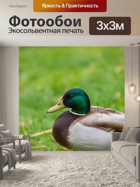 Фотообои Малдайская утка