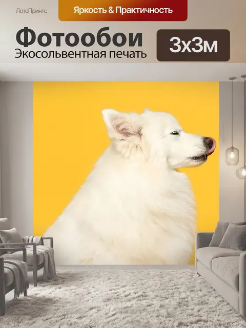 Фотообои Шпиц