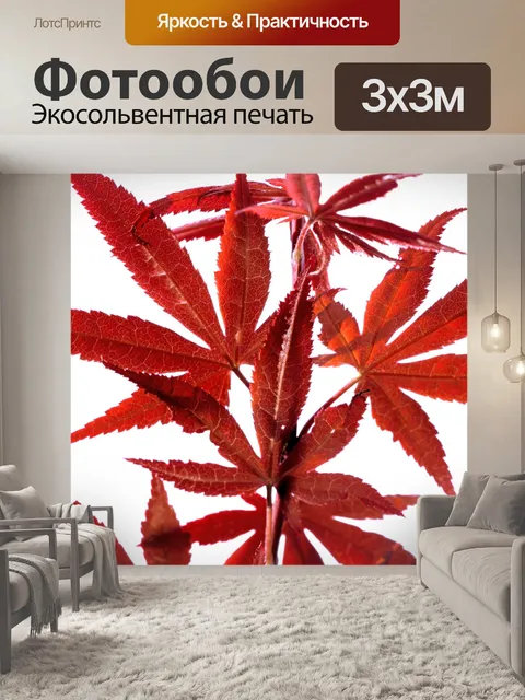 Фотообои Листья японского клена