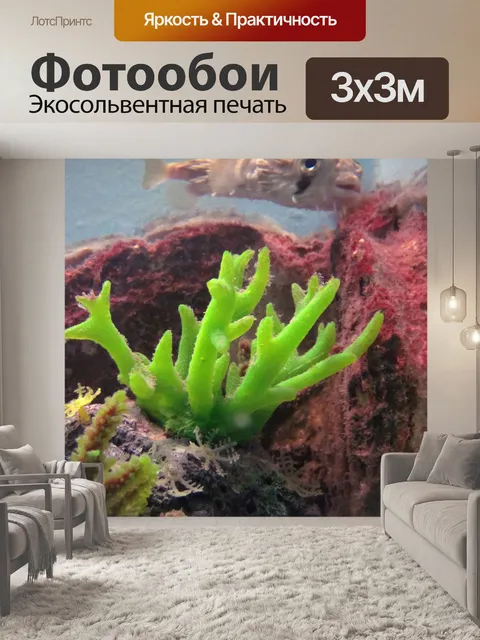 Фотообои Колючие balloonfish