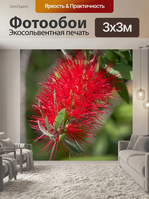 Фотообои Красный цветок, красная щетка