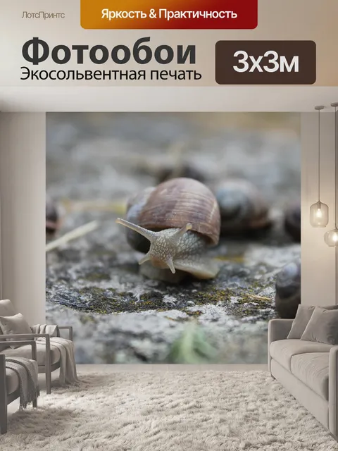 Фотообои Улитка
