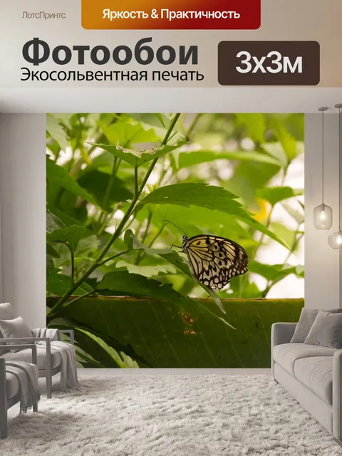 Фотообои бабочка