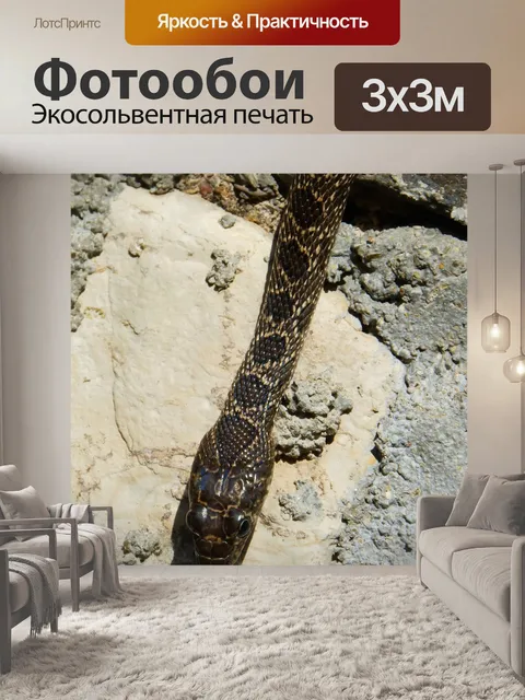 Фотообои Черная змея