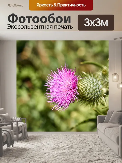 Фотообои Чертополох