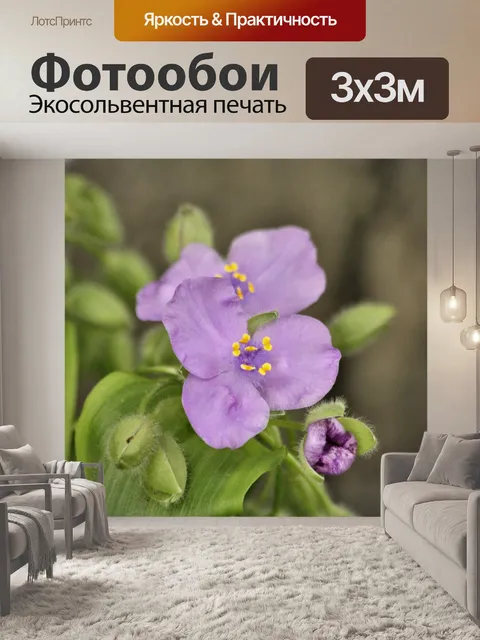 Фотообои Фиолетовый цветок паука крупным планом