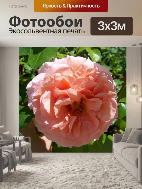 Фотообои Роуз