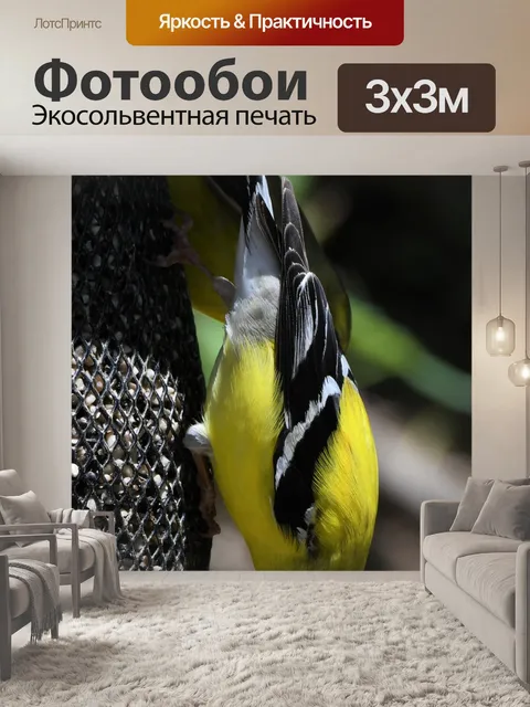 Фотообои Американский щегол