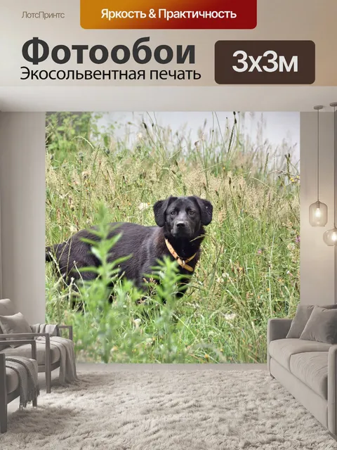 Фотообои Посмотрите на лабрадора