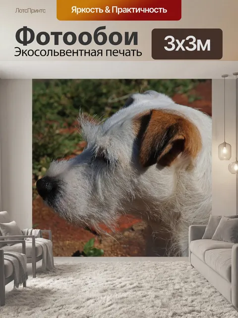 Фотообои белые Парсонс Джек Рассел на солнце