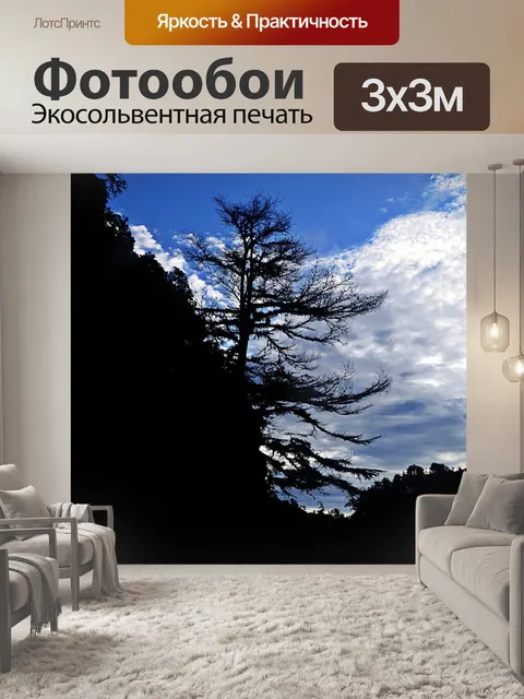 Фотообои Лес 04