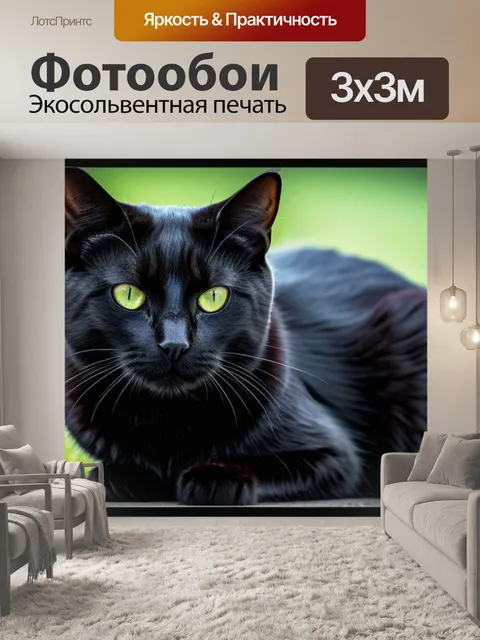 Фотообои с черным котом