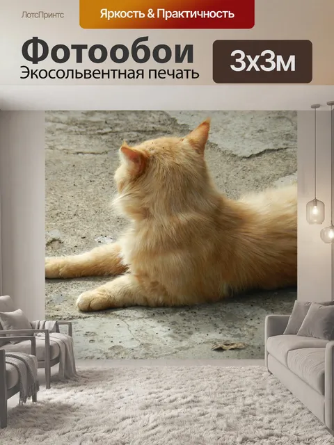 Фотообои Котенок
