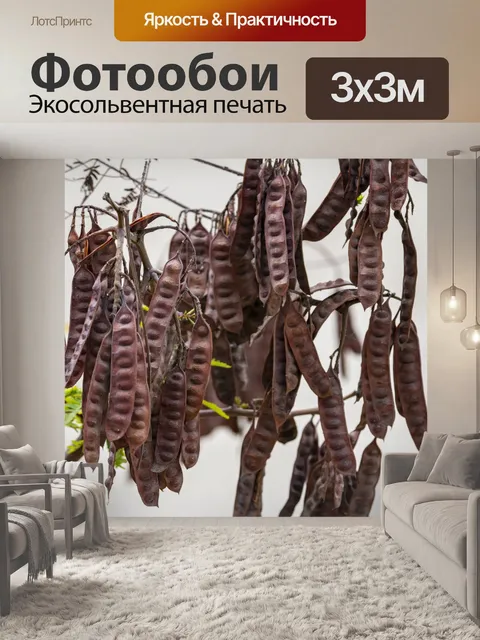 Фотообои семенные коробочки