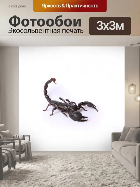 Фотообои Скорпион на белом фоне