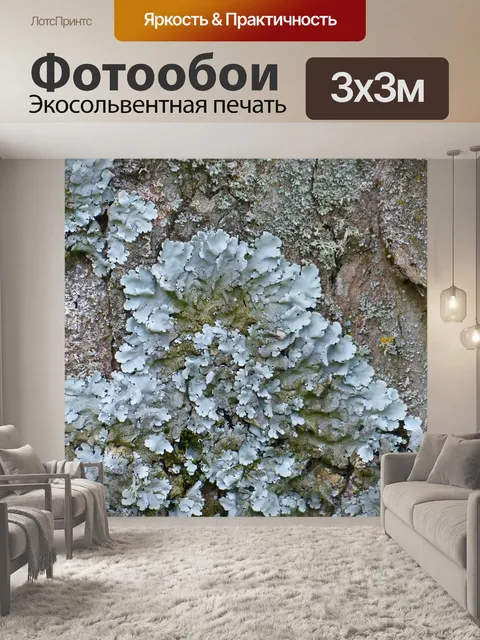 Фотообои Лишайник