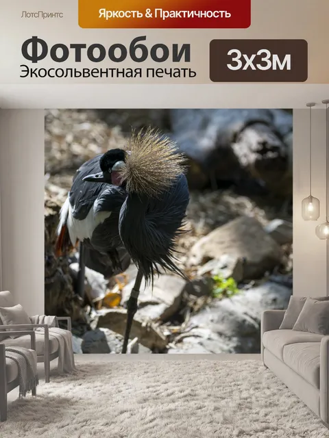 Фотообои серый венценосный журавль