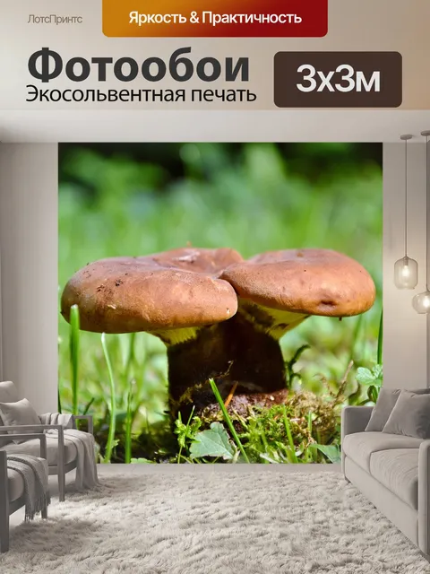 Фотообои Гриб