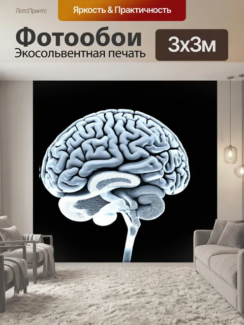 Фотообои поперечное сечение головного мозга крупным планом, показывающее детали коры и подкорковых структур