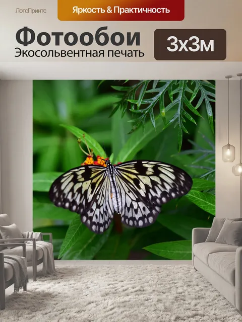 Фотообои Белая Нимфа Бабочка