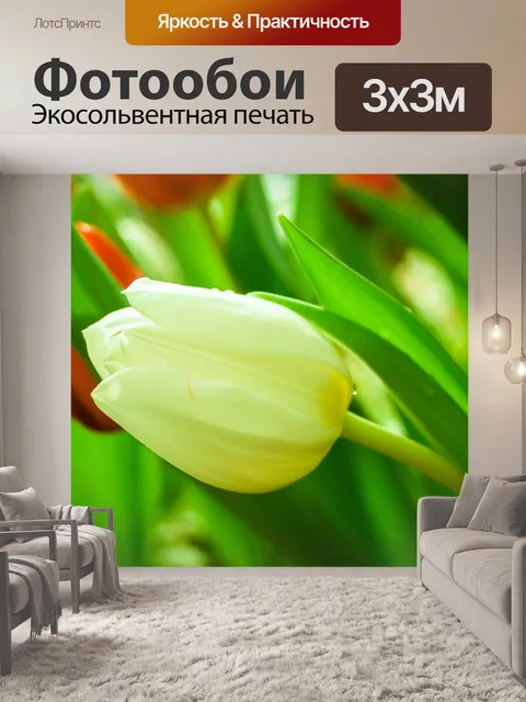 Фотообои Цветок тюльпана