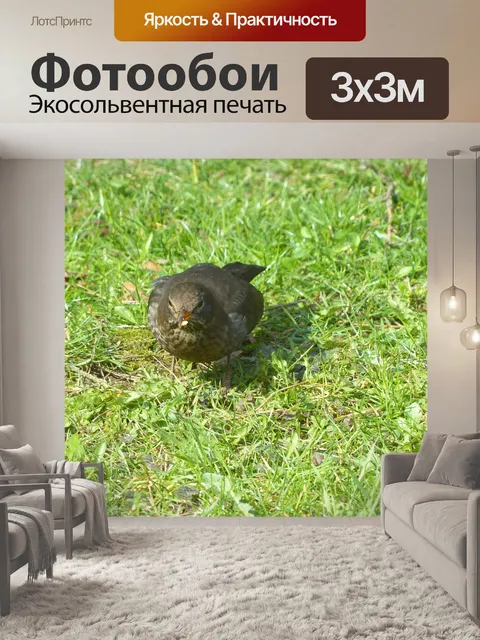 Фотообои Черный дрозд