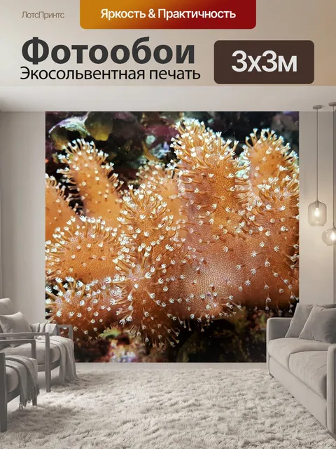 Фотообои Коралл