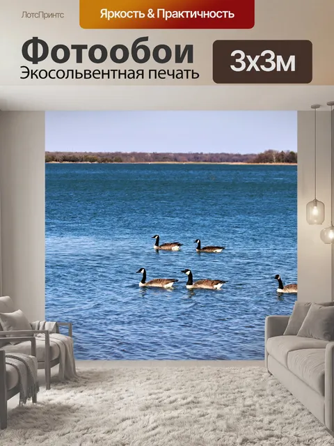 Фотообои Канадские гуси на озере Мюррей