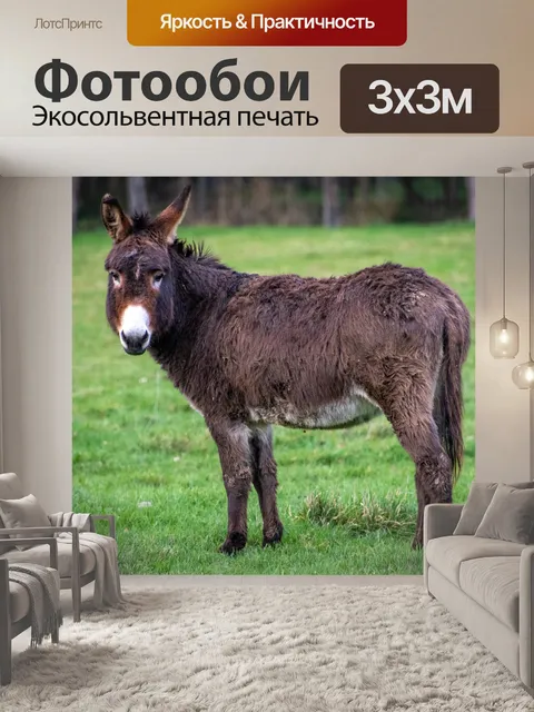 Фотообои Осел
