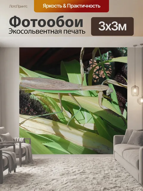 Фотообои Богомол