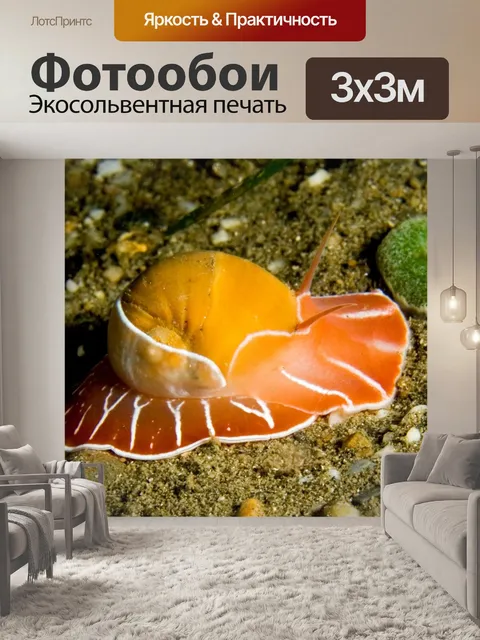 Фотообои Луна улитка