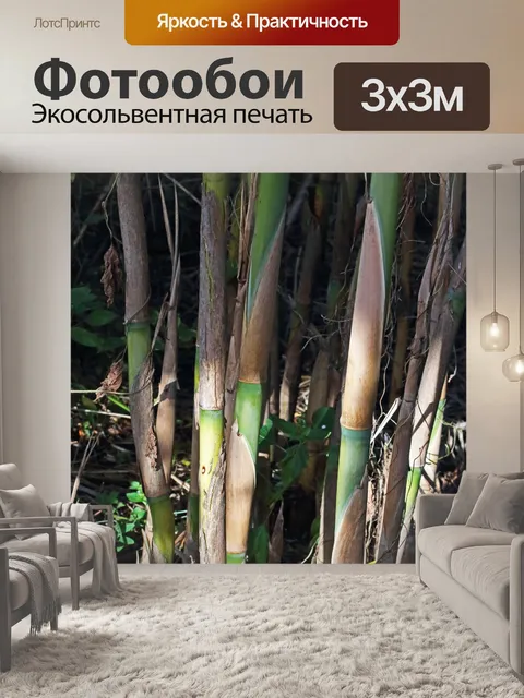 Фотообои солнечный свет на высоких камышах в саду