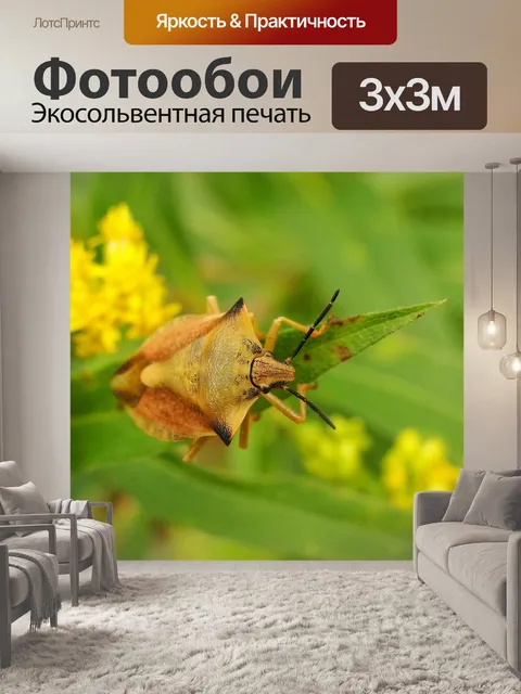 Фотообои Borczyniec фруктовый