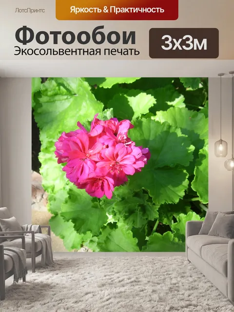 Фотообои Розовая герань