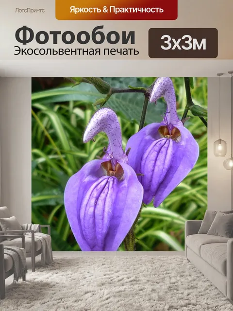 Фотообои Два