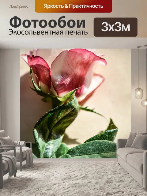 Фотообои Роза