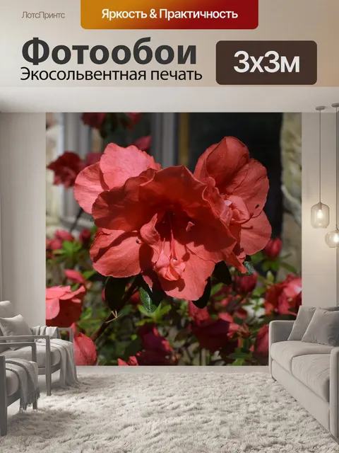 Фотообои Красно-оранжевый азалия