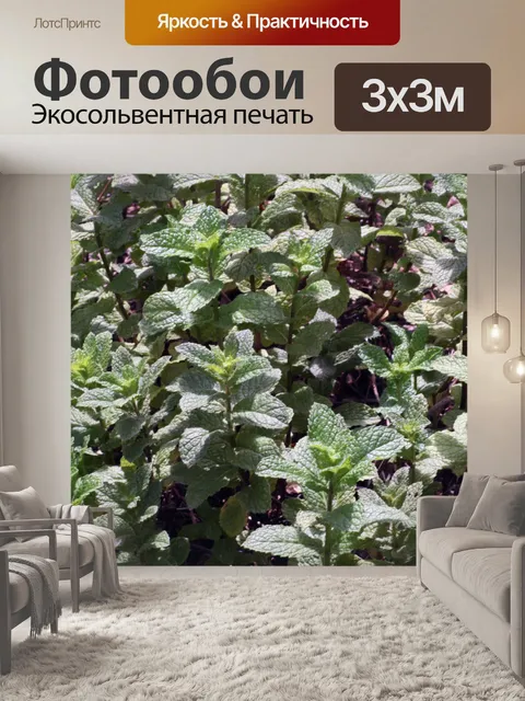 Фотообои Мята