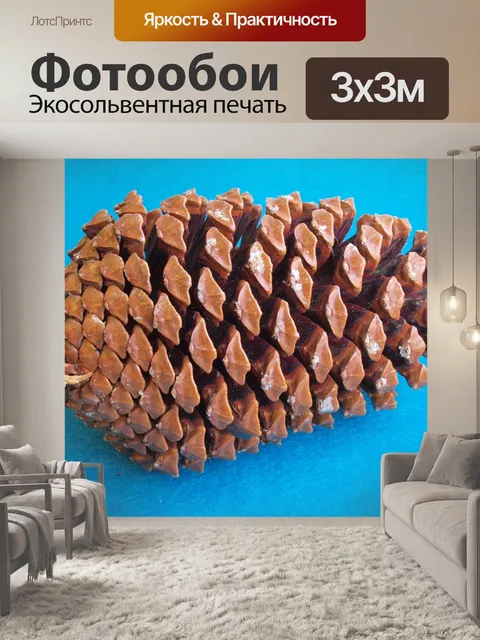 Фотообои Шишки морской сосны