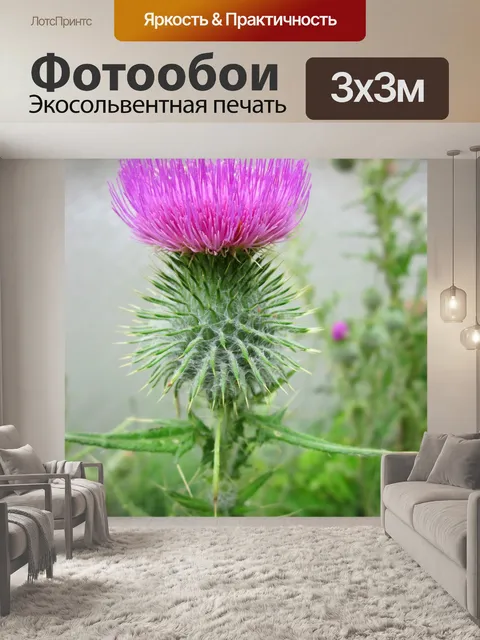 Фотообои Чертополох