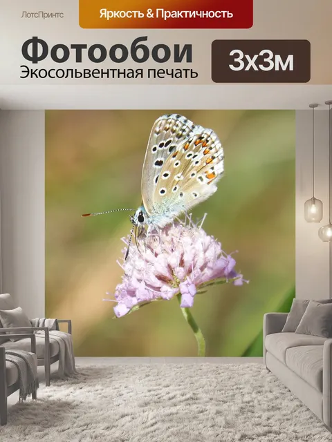 Фотообои Голубая бабочка
