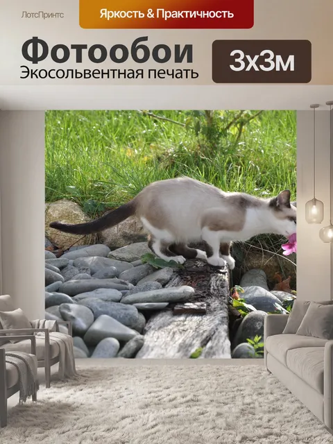 Фотообои Кошка