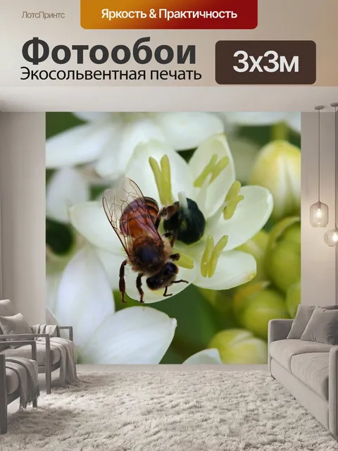 Фотообои нежные крылышки пчелы на цветке