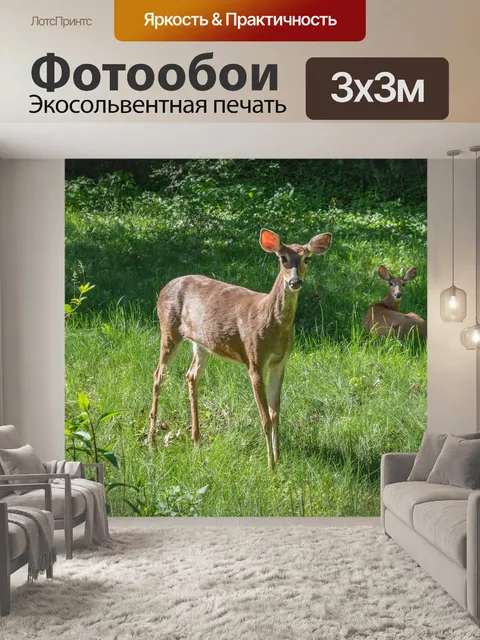 Фотообои Олень