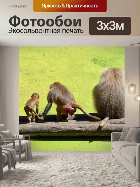 Фотообои Hamadryas бабуины