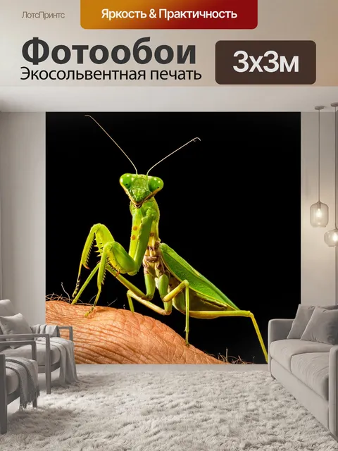 Фотообои Богомол