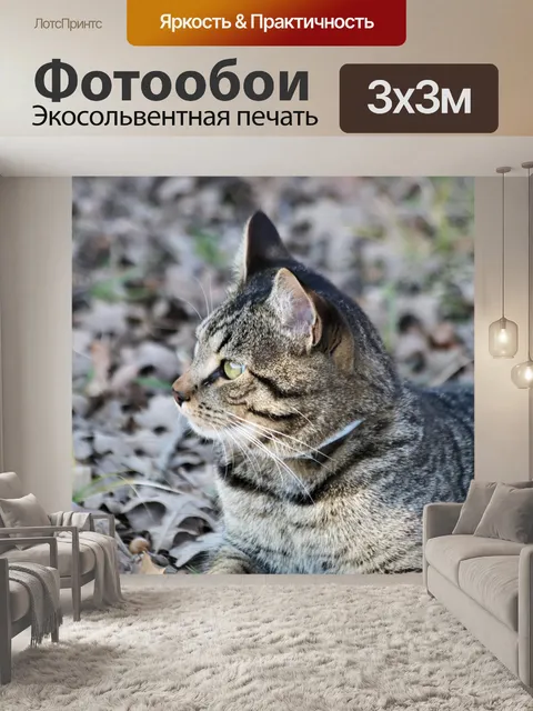 Фотообои Серебряный полосатый кот