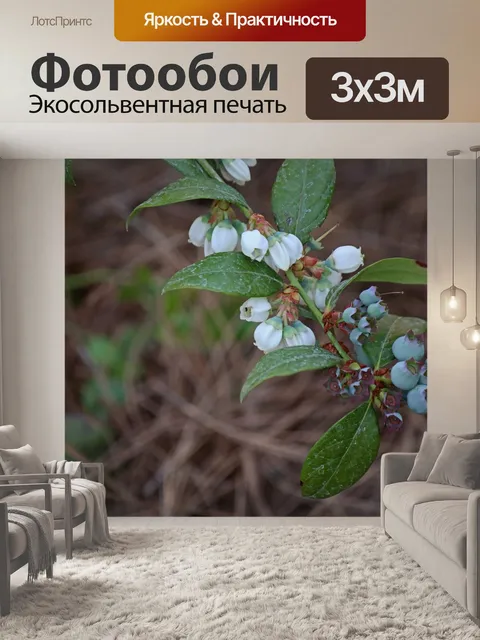 Фотообои Созревание черники и цветков